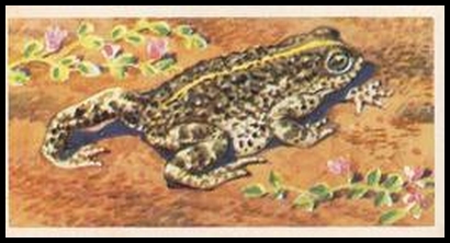 49 The Natterjack Toad
